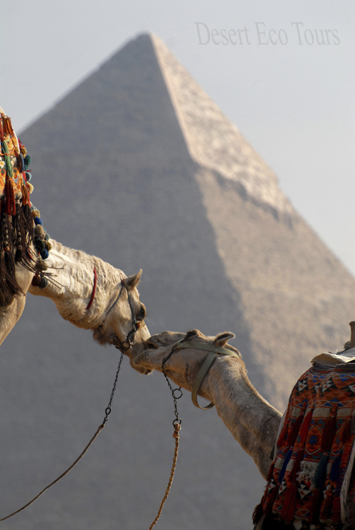 טיולים בקהיר מאילת: הפירמידות של גיזה